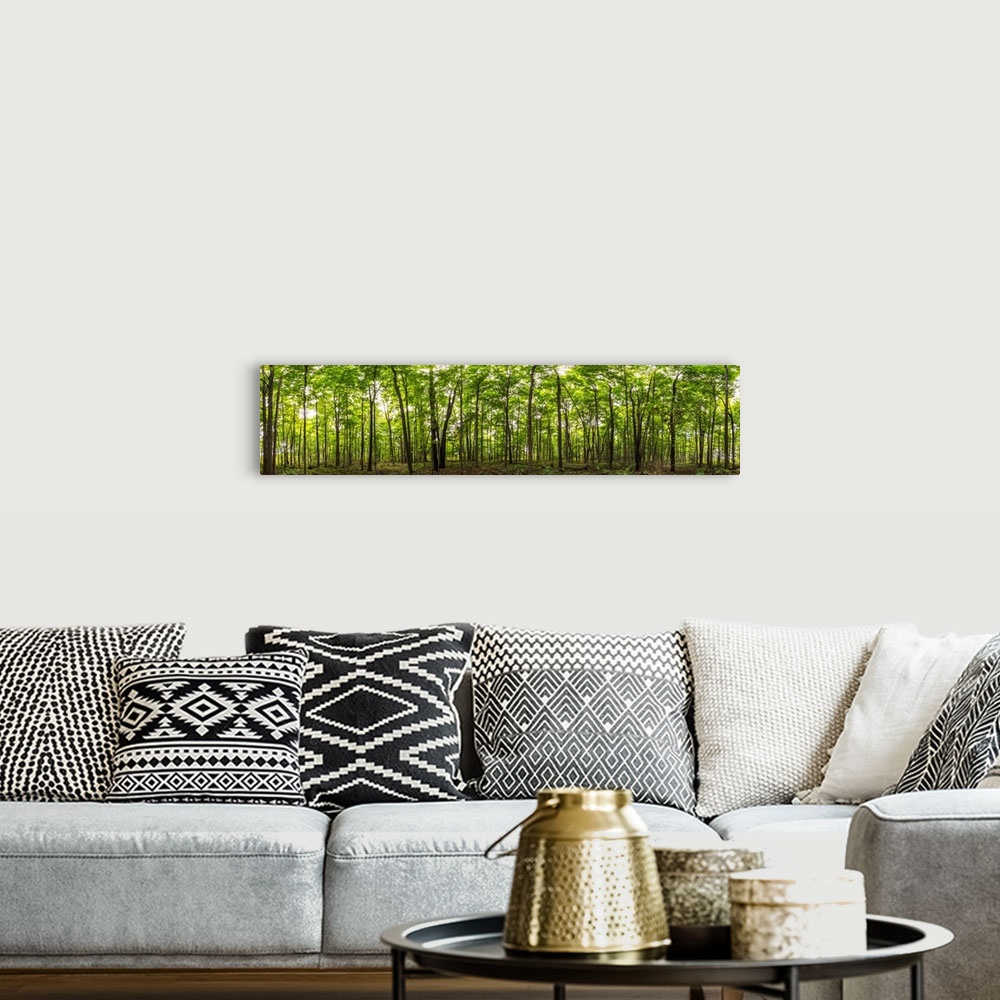A bohemian room featuring Panoramic image of a deciduous forest; Ontario, Canada