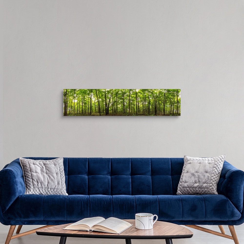 A modern room featuring Panoramic image of a deciduous forest; Ontario, Canada