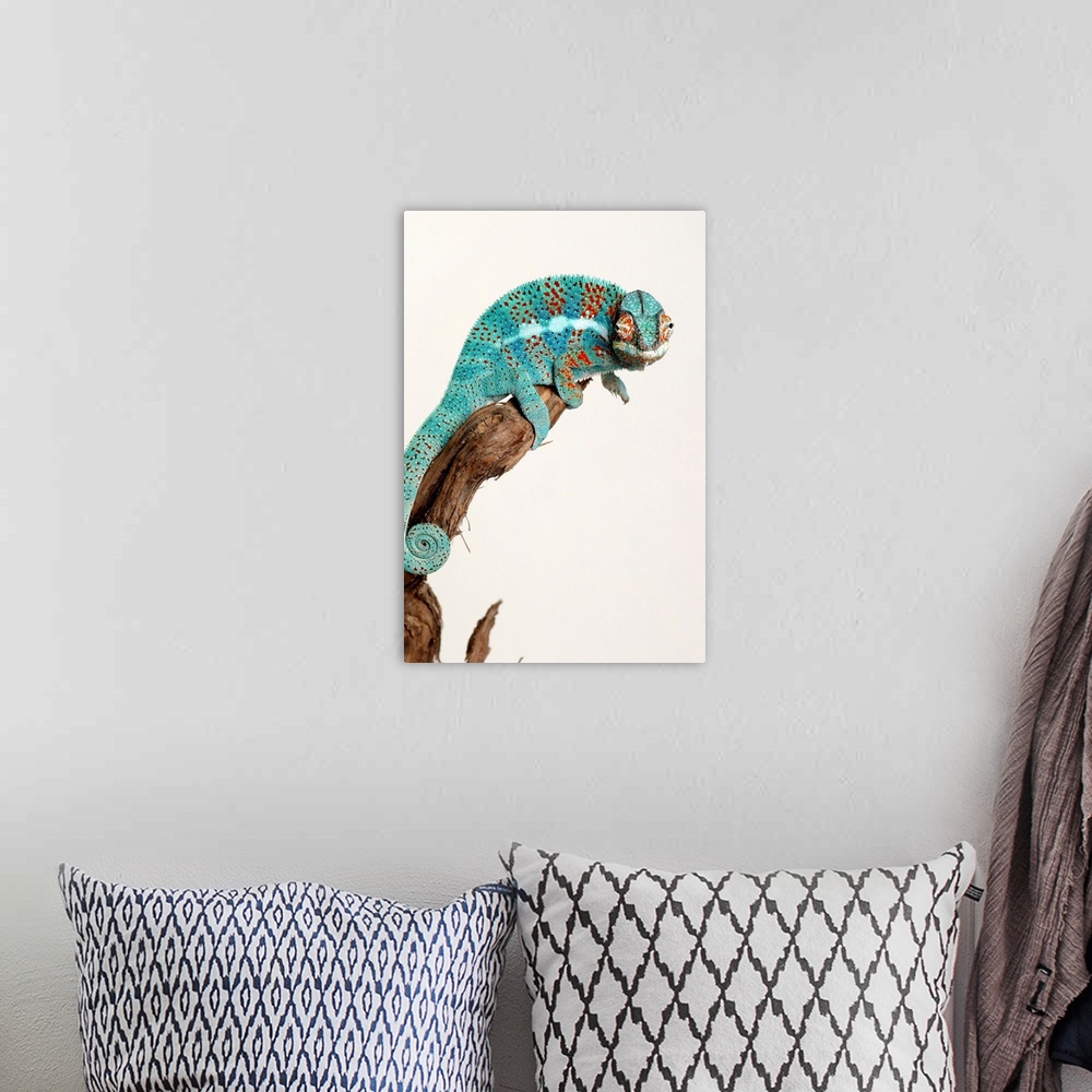 A bohemian room featuring Panther Chameleon