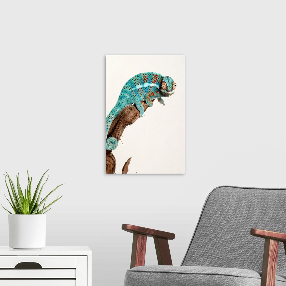 A modern room featuring Panther Chameleon