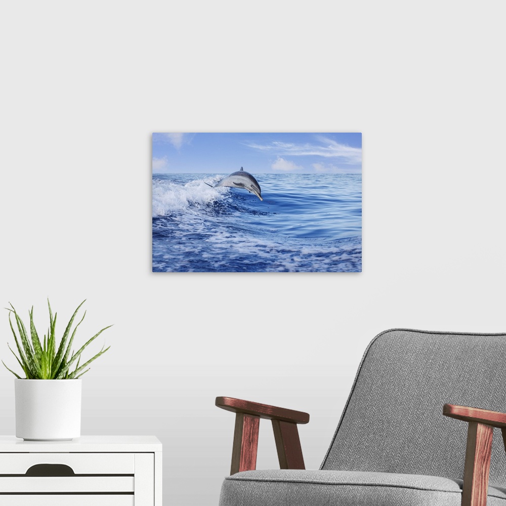 A modern room featuring Pantropical spotted dolphin (Stenella attenuata) leaping out of the Pacific Ocean, Hawaii, United...