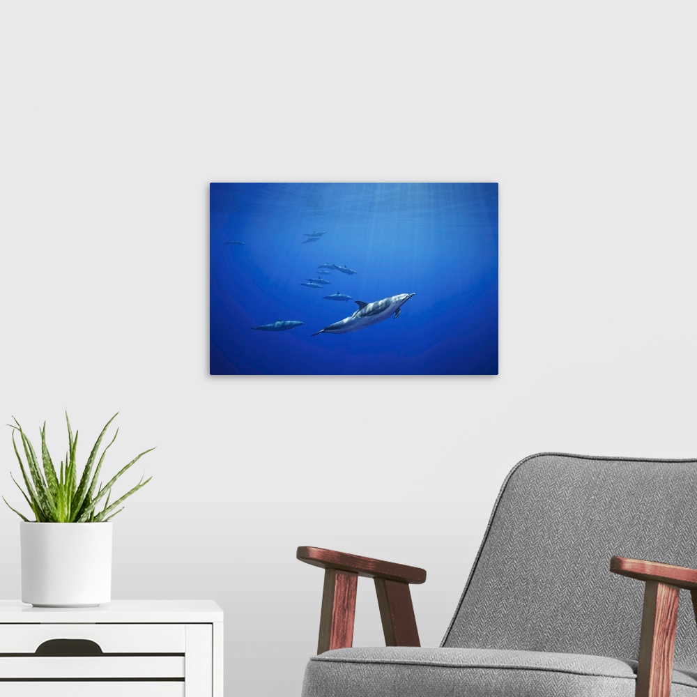 A modern room featuring Pantropical spotted dolphins (stenella attenuata) in open ocean. Hawaii, united states of America.