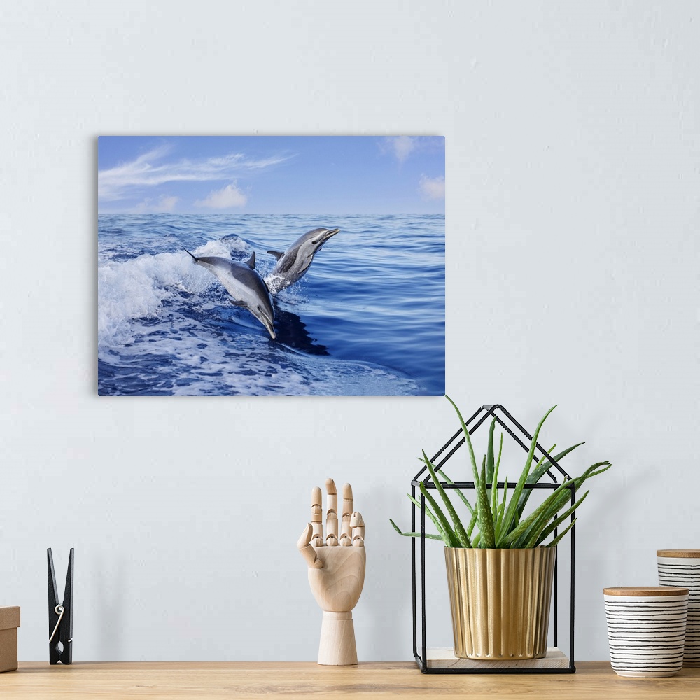 A bohemian room featuring Pantropical spotted dolphins (stenella attenuata) leap out of the open ocean, Hawaii, united stat...