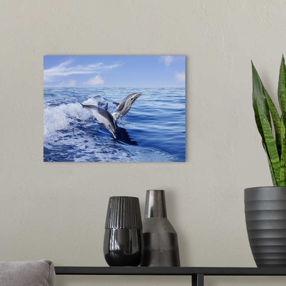 A modern room featuring Pantropical spotted dolphins (stenella attenuata) leap out of the open ocean, Hawaii, united stat...