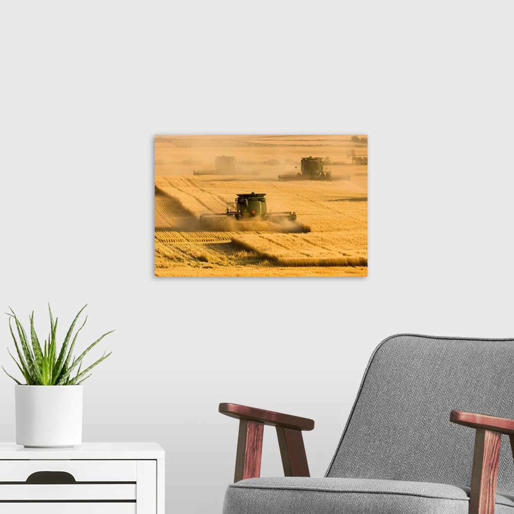 A modern room featuring Paplow Harvesting Company custom combines in a wheat field near Ray, North Dakota