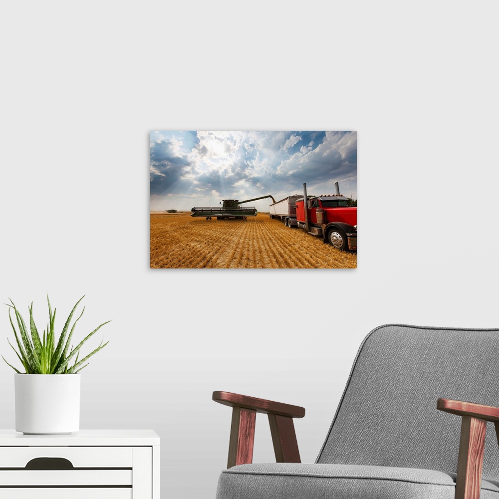 A modern room featuring Paplow Harvesting Company custom combines in a wheat field near Ray, North Dakota