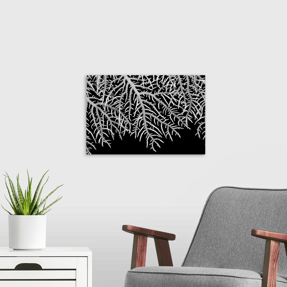 A modern room featuring Papua New Guinea, Close-Up Of Lace Coral