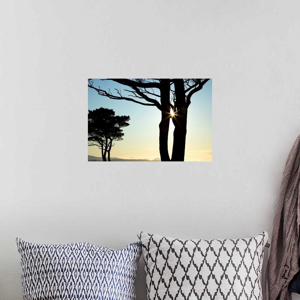 A bohemian room featuring Parknasilla, County Kerry, Ireland, Silhouette Of Trees With The Sunlight