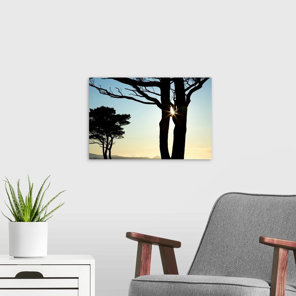 A modern room featuring Parknasilla, County Kerry, Ireland, Silhouette Of Trees With The Sunlight