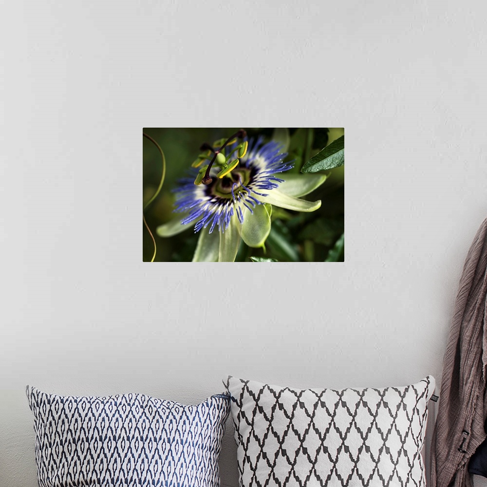 A bohemian room featuring Passion Flower (Passiflora) blooms in a garden. Astoria, Oregon, United States of America.
