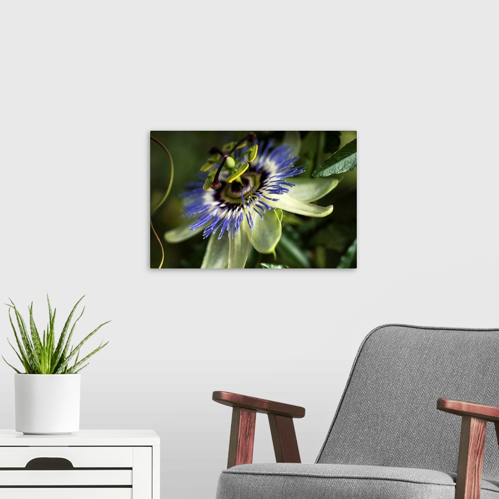 A modern room featuring Passion Flower (Passiflora) blooms in a garden. Astoria, Oregon, United States of America.