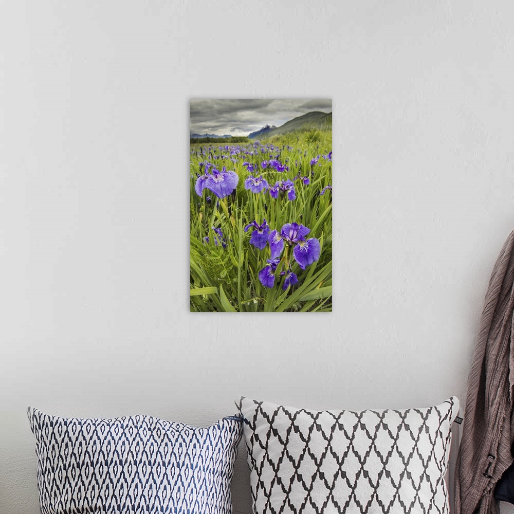 A bohemian room featuring Patch Of Wild Irises On The Eklutna Flats With A View Of Pioneer Peak