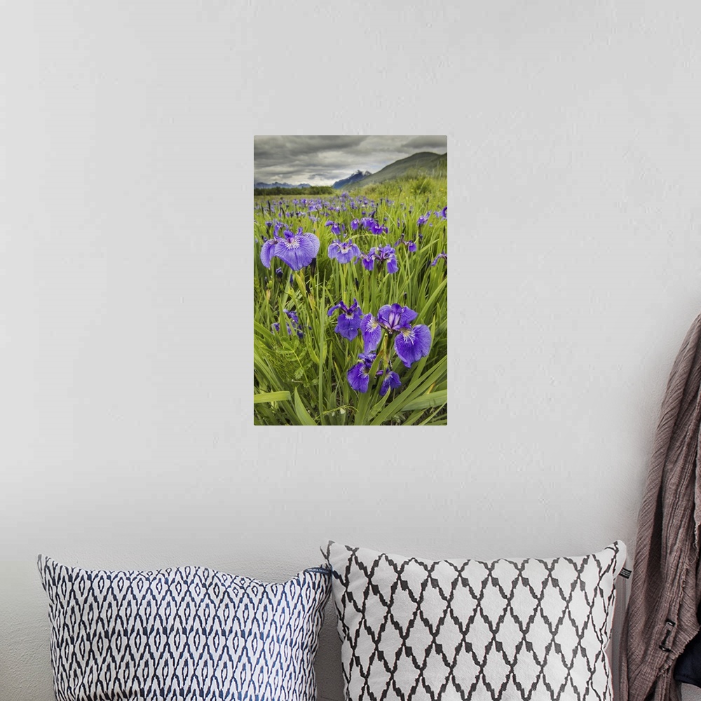 A bohemian room featuring Patch Of Wild Irises On The Eklutna Flats With A View Of Pioneer Peak