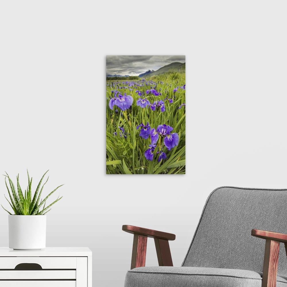 A modern room featuring Patch Of Wild Irises On The Eklutna Flats With A View Of Pioneer Peak