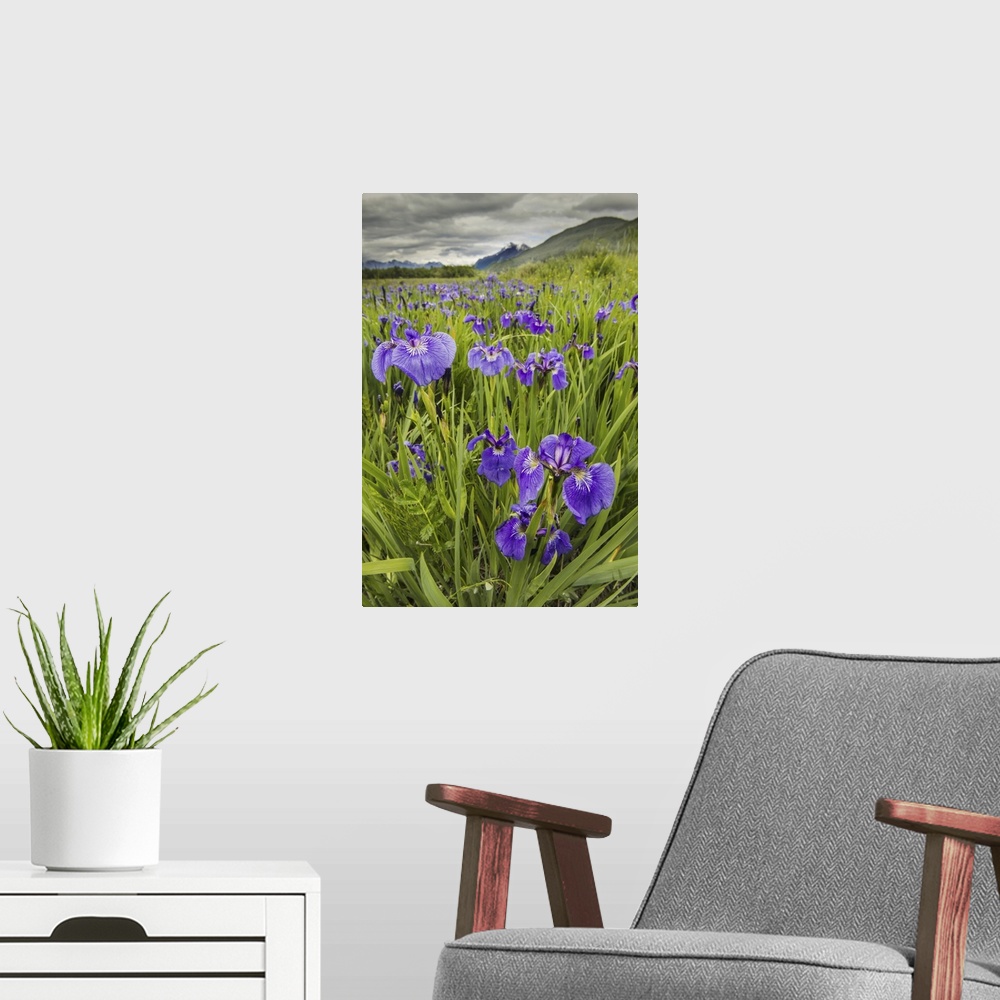 A modern room featuring Patch Of Wild Irises On The Eklutna Flats With A View Of Pioneer Peak