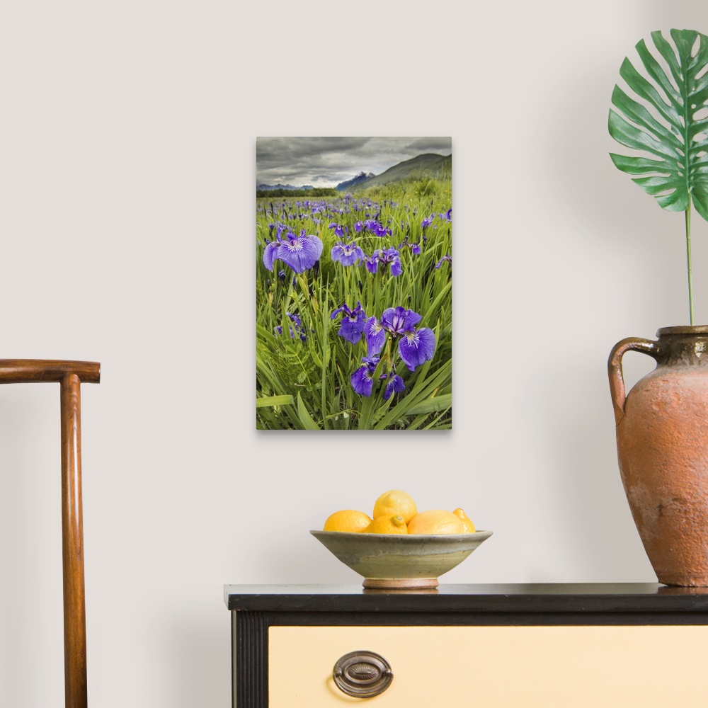 A traditional room featuring Patch Of Wild Irises On The Eklutna Flats With A View Of Pioneer Peak