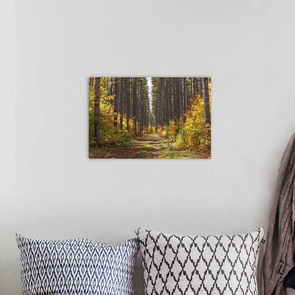 A bohemian room featuring Path Into The Forest In Autumn; Sault St. Marie, Ontario, Canada