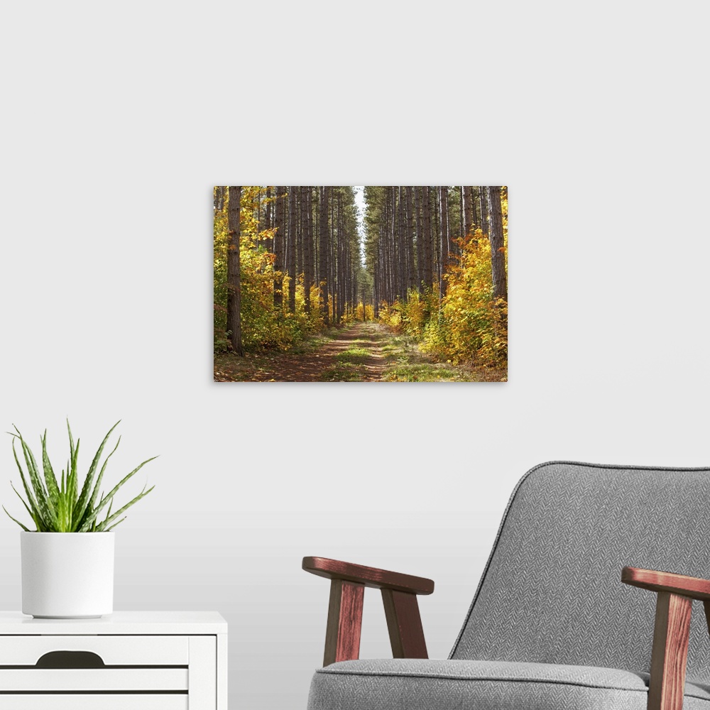 A modern room featuring Path Into The Forest In Autumn; Sault St. Marie, Ontario, Canada
