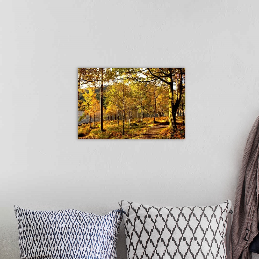 A bohemian room featuring Path Through Autumn Woods, Argyll And Bute, Scotland