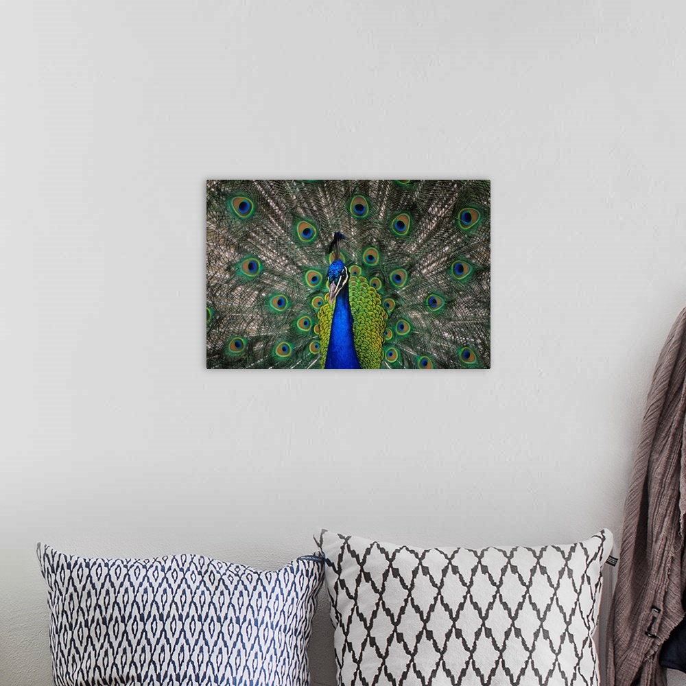 A bohemian room featuring Peacock In Open Feathers, Victoria, British Columbia, Canada