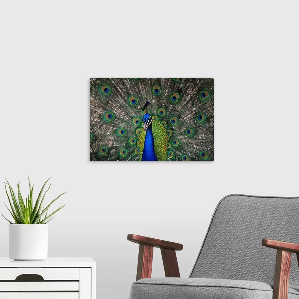A modern room featuring Peacock In Open Feathers, Victoria, British Columbia, Canada