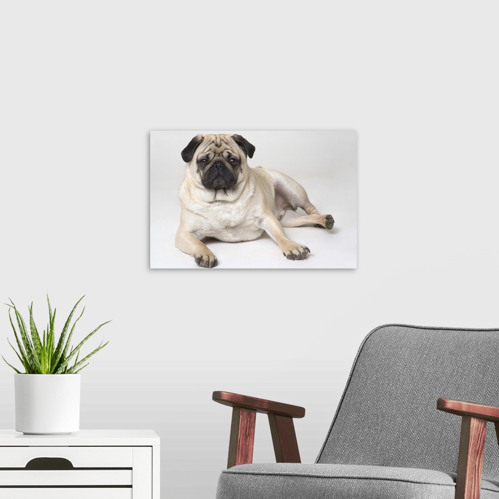 A modern room featuring Pedigree Pug Dog