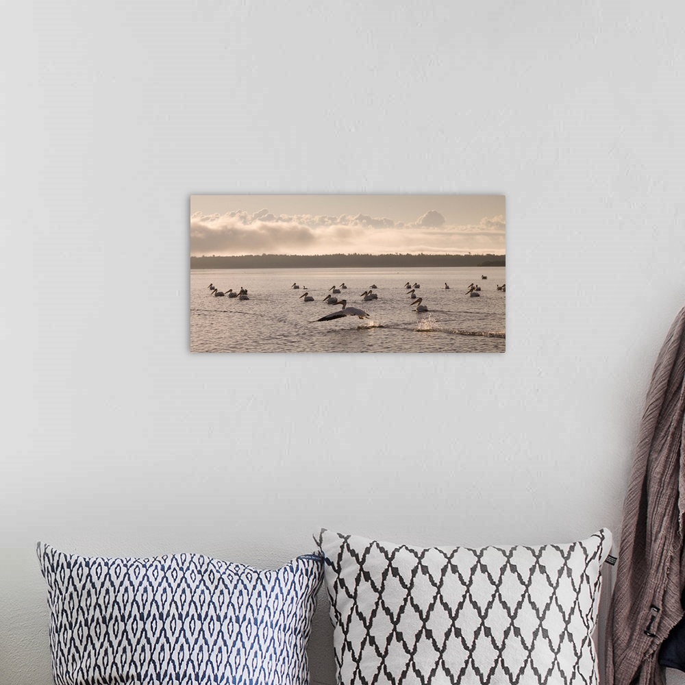 A bohemian room featuring Pelicans Floating On A Lake, Lake Of The Woods, Ontario, Canada