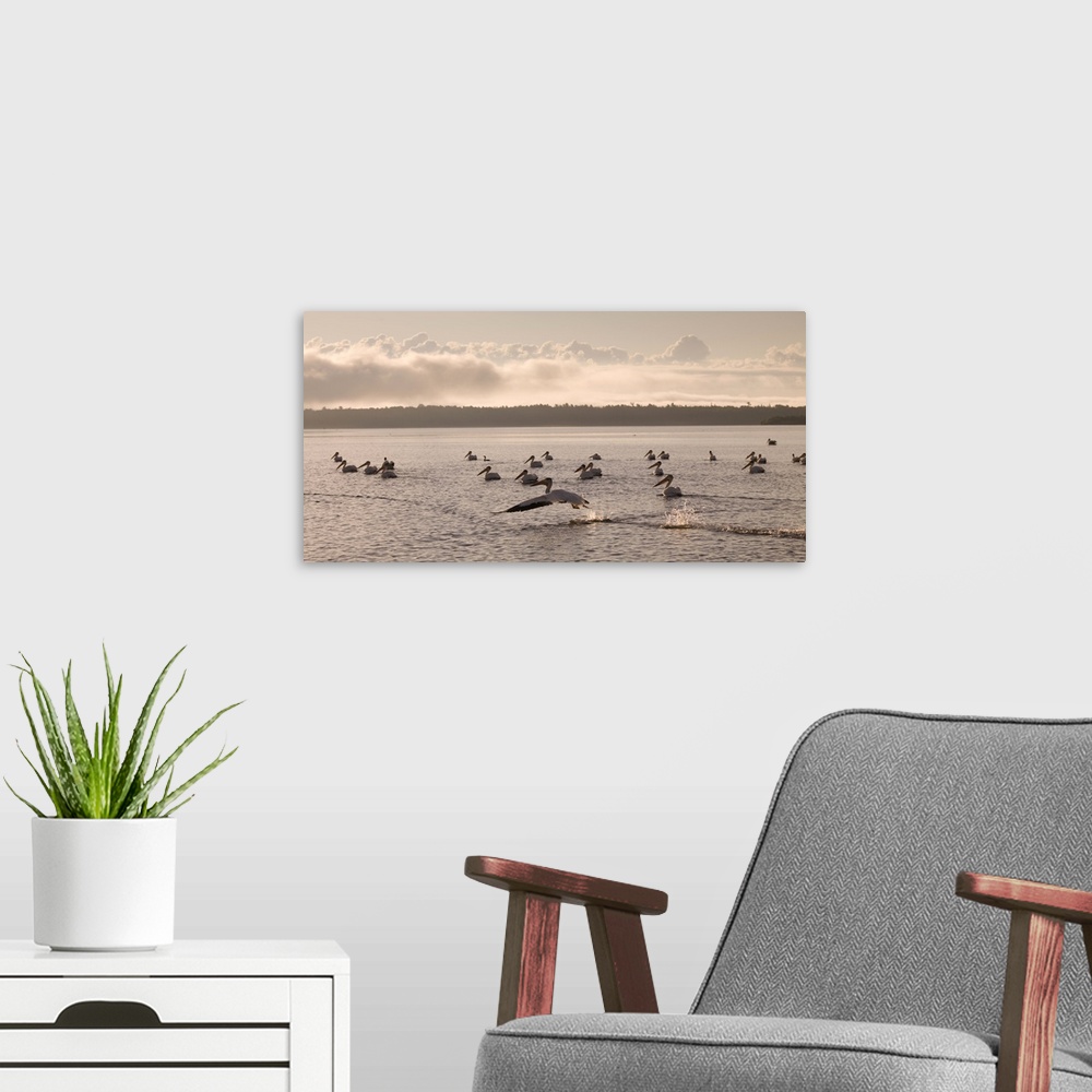 A modern room featuring Pelicans Floating On A Lake, Lake Of The Woods, Ontario, Canada