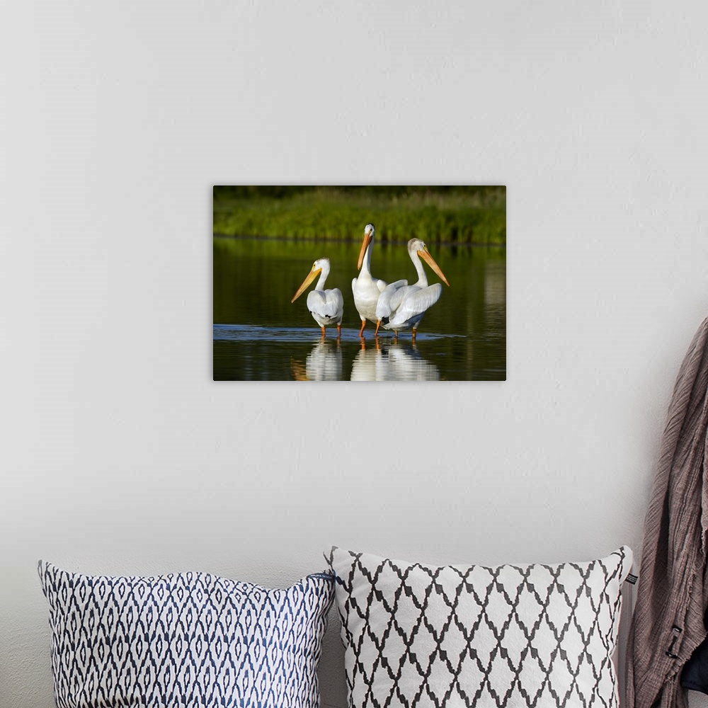 A bohemian room featuring Pelicans In The Water
