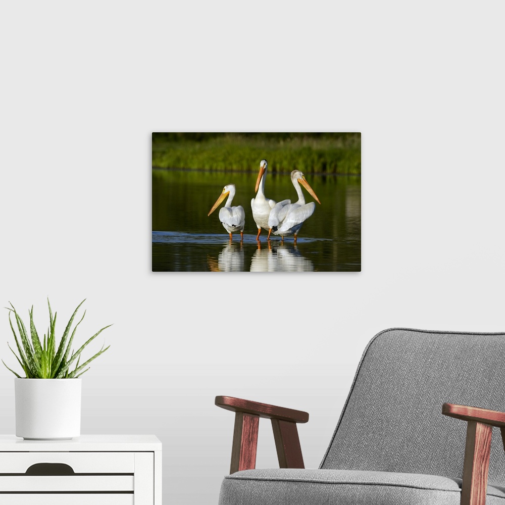 A modern room featuring Pelicans In The Water