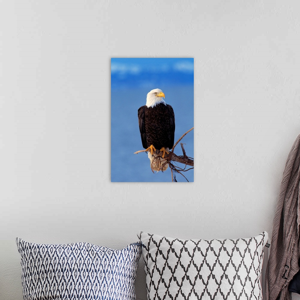 A bohemian room featuring Perched Bald Eagle