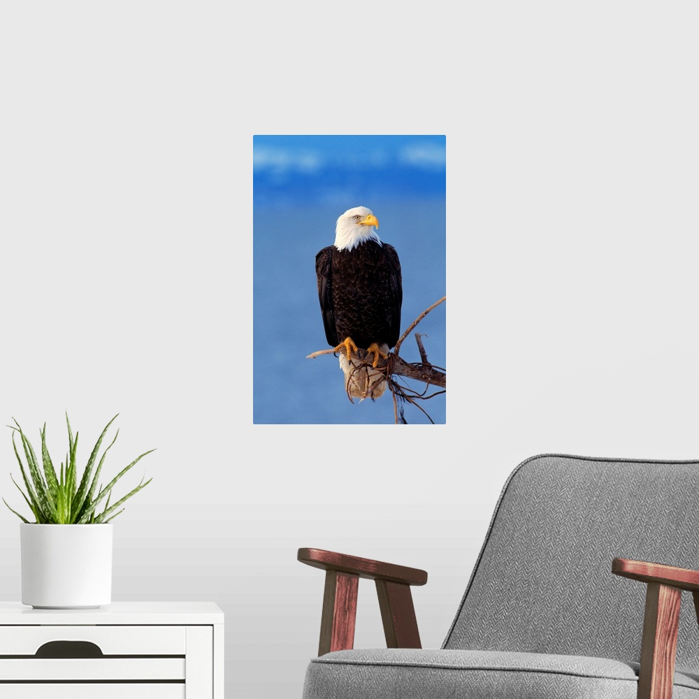 A modern room featuring Perched Bald Eagle