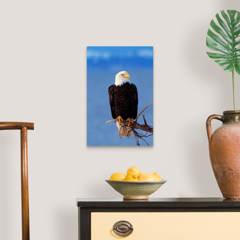 A traditional room featuring Perched Bald Eagle