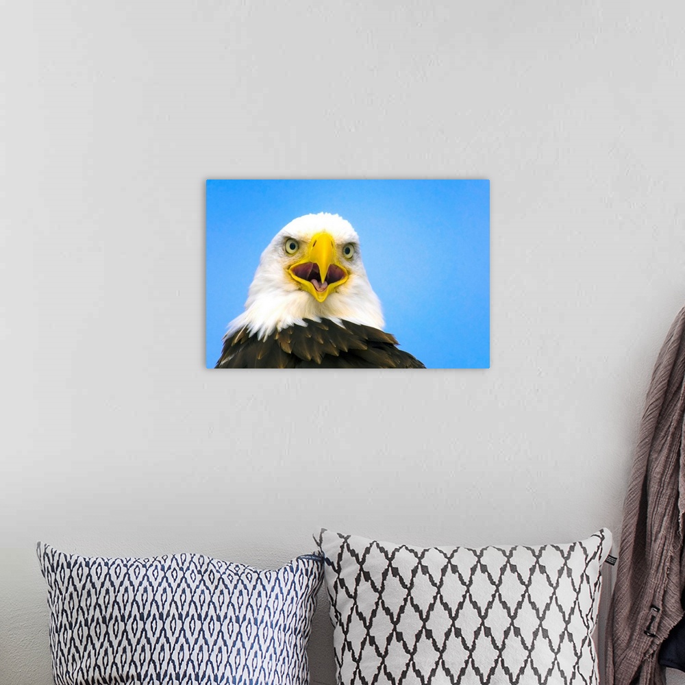 A bohemian room featuring Perched Eagle Opens Beak To Call, Homer, Alaska