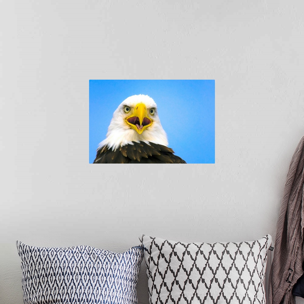 A bohemian room featuring Perched Eagle Opens Beak To Call, Homer, Alaska