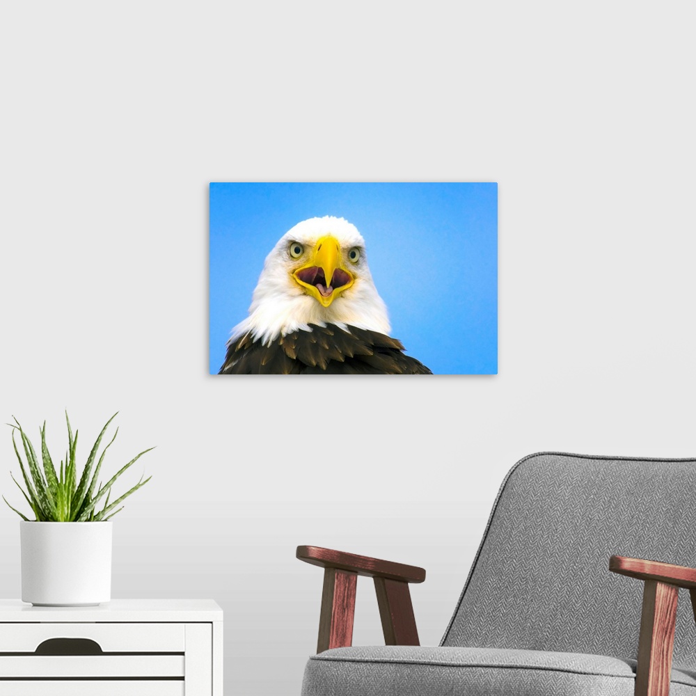 A modern room featuring Perched Eagle Opens Beak To Call, Homer, Alaska