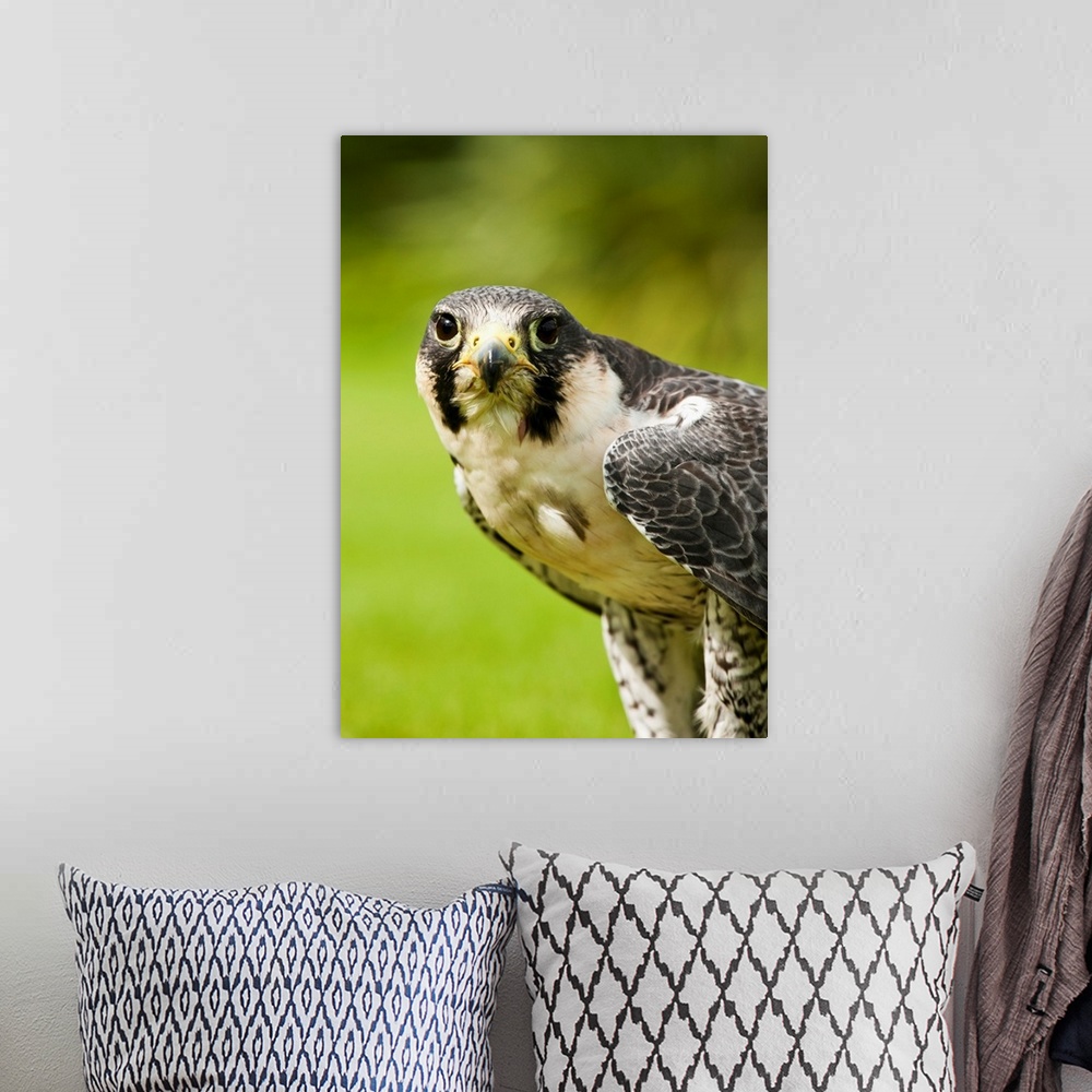 A bohemian room featuring Peregrine Falcon (Falco Peregrinus). Windermere, Cumbria, England.
