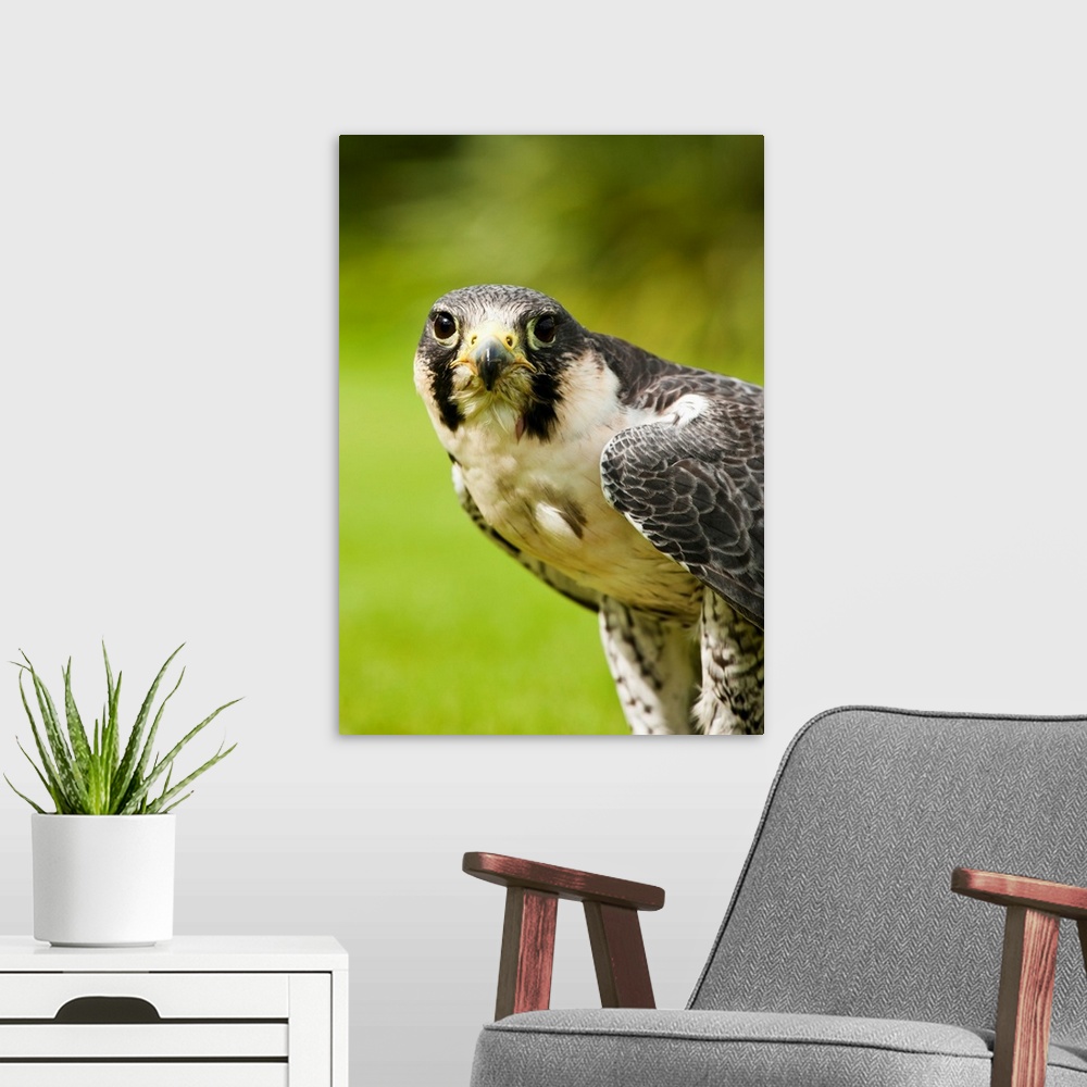 A modern room featuring Peregrine Falcon (Falco Peregrinus). Windermere, Cumbria, England.
