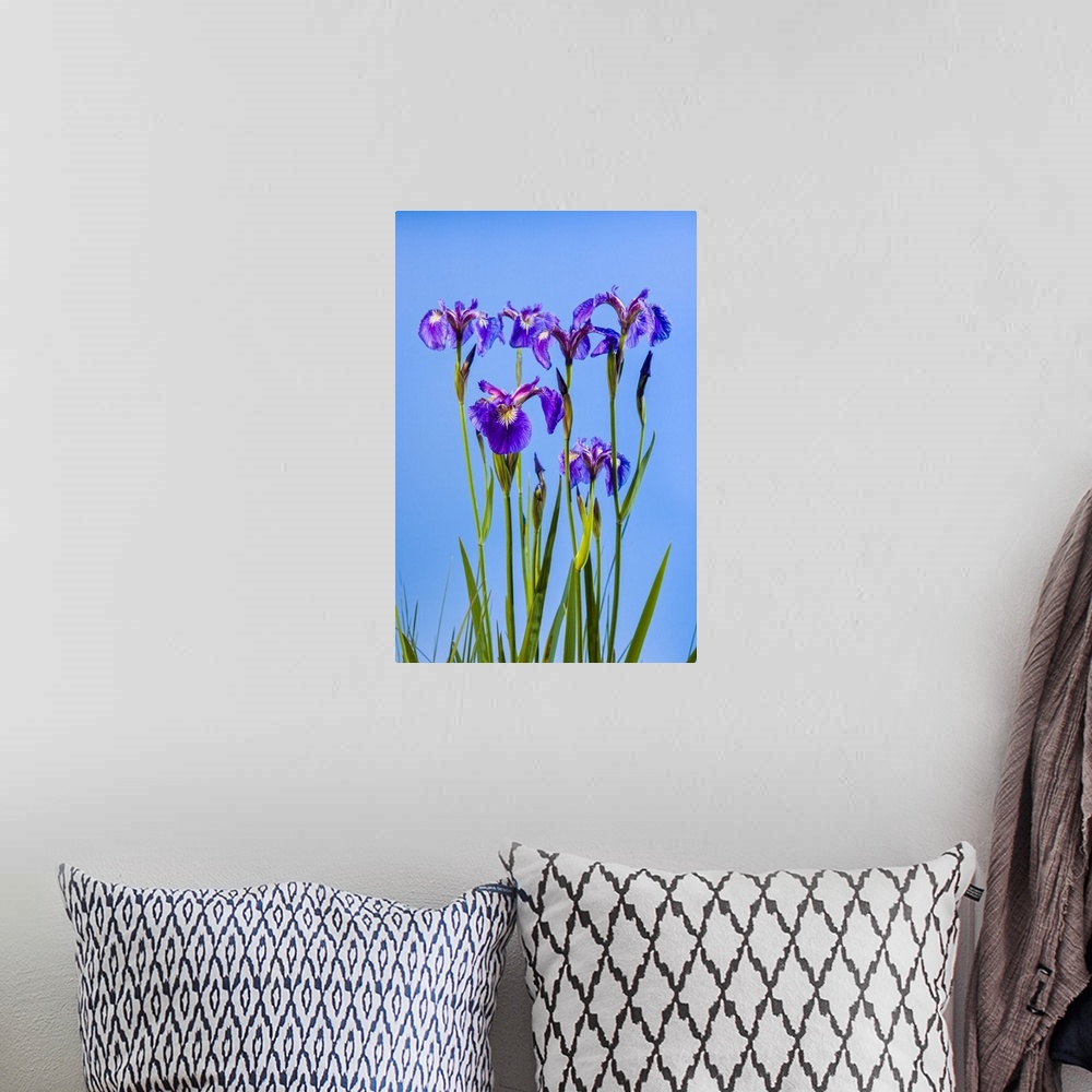 A bohemian room featuring A perennial Iris and it's deep purple petals against a deep blue sky, South-central Alaska; Eklut...