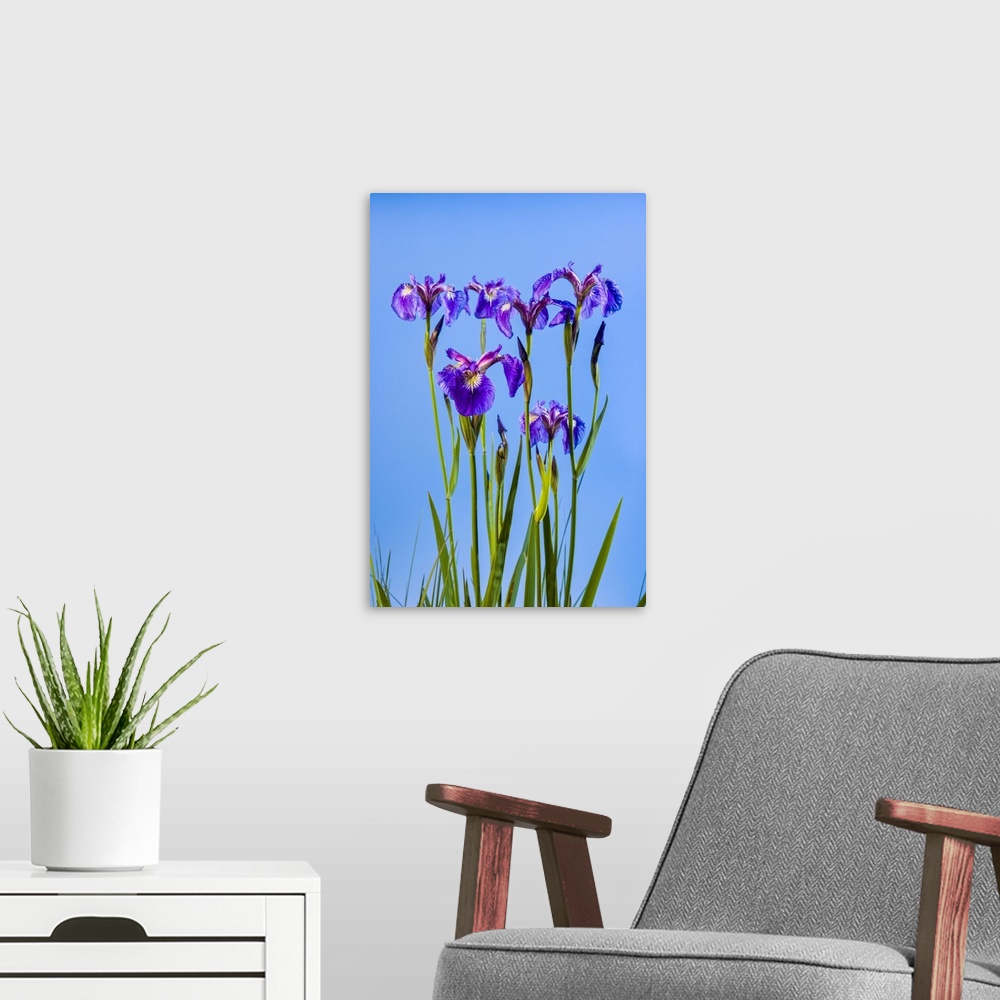 A modern room featuring A perennial Iris and it's deep purple petals against a deep blue sky, South-central Alaska; Eklut...