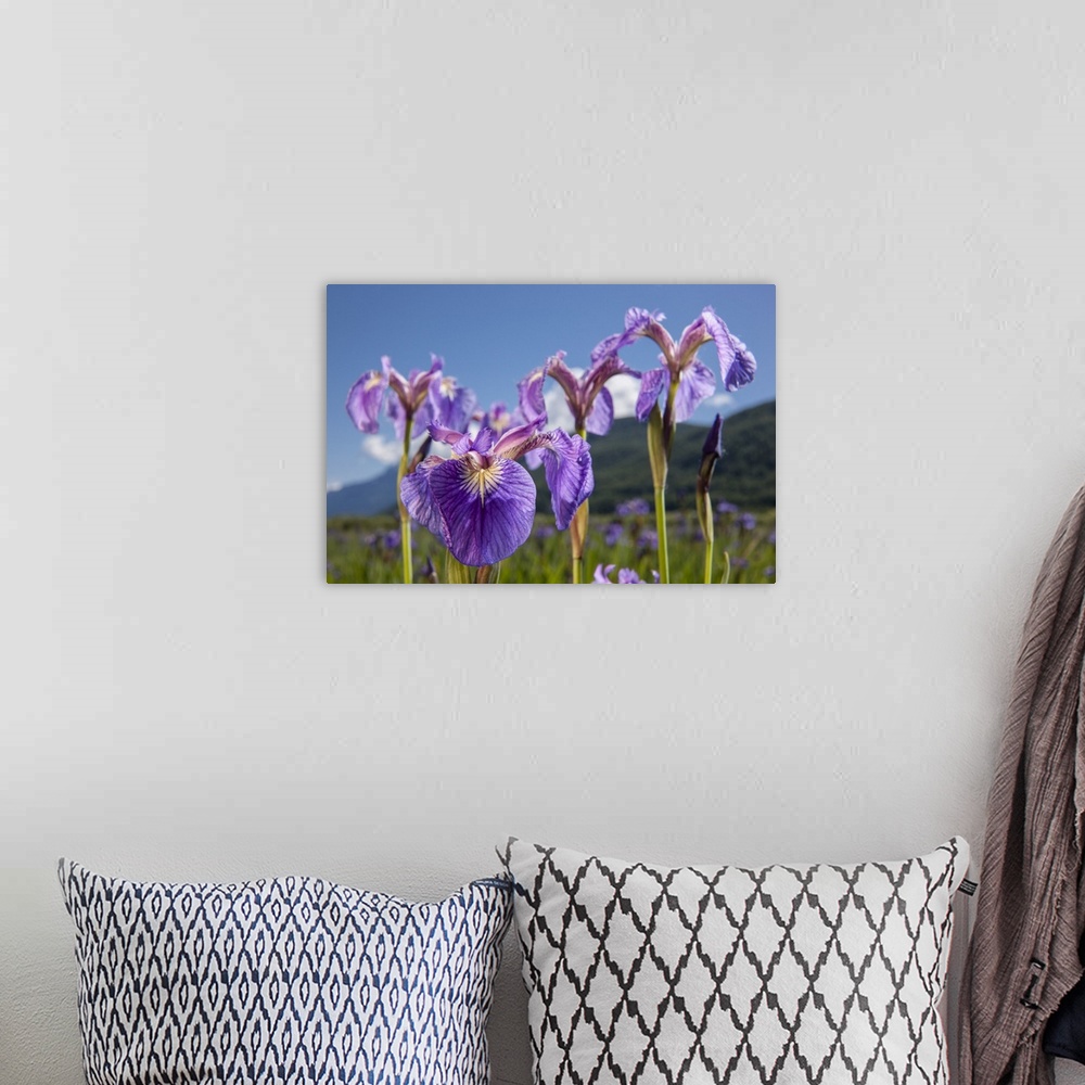 A bohemian room featuring A perennial Iris and it's deep purple petals photographed on the Palmer Hayflats with blue sky an...