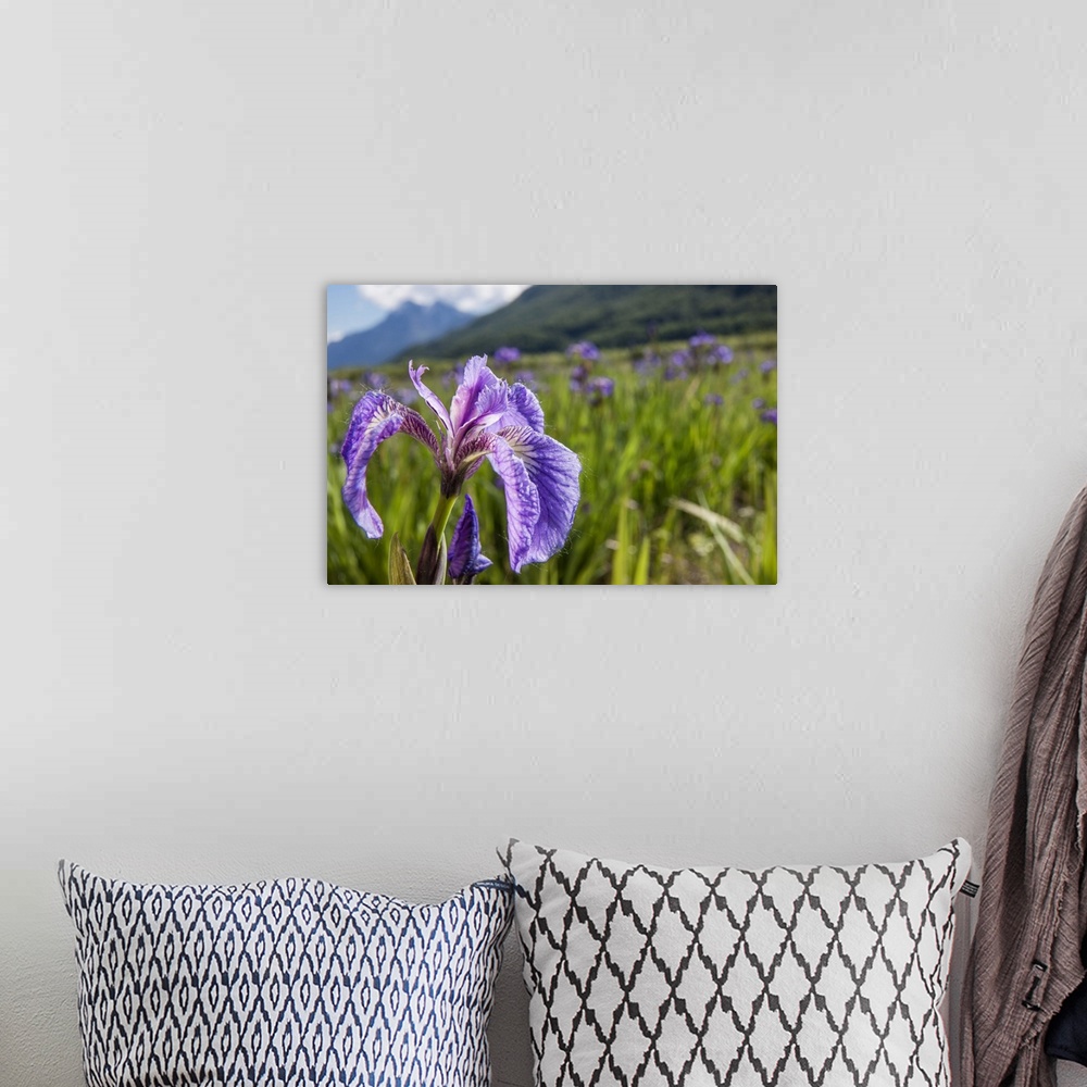 A bohemian room featuring A perennial Iris and it's deep purple petals photographed on the Palmer Hayflats with blue sky an...
