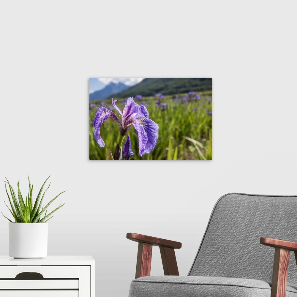 A modern room featuring A perennial Iris and it's deep purple petals photographed on the Palmer Hayflats with blue sky an...