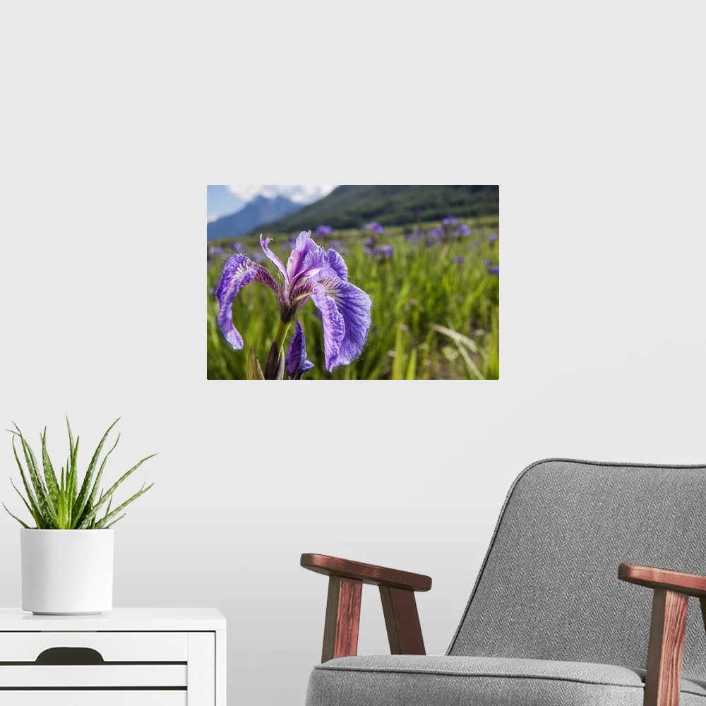 A modern room featuring A perennial Iris and it's deep purple petals photographed on the Palmer Hayflats with blue sky an...