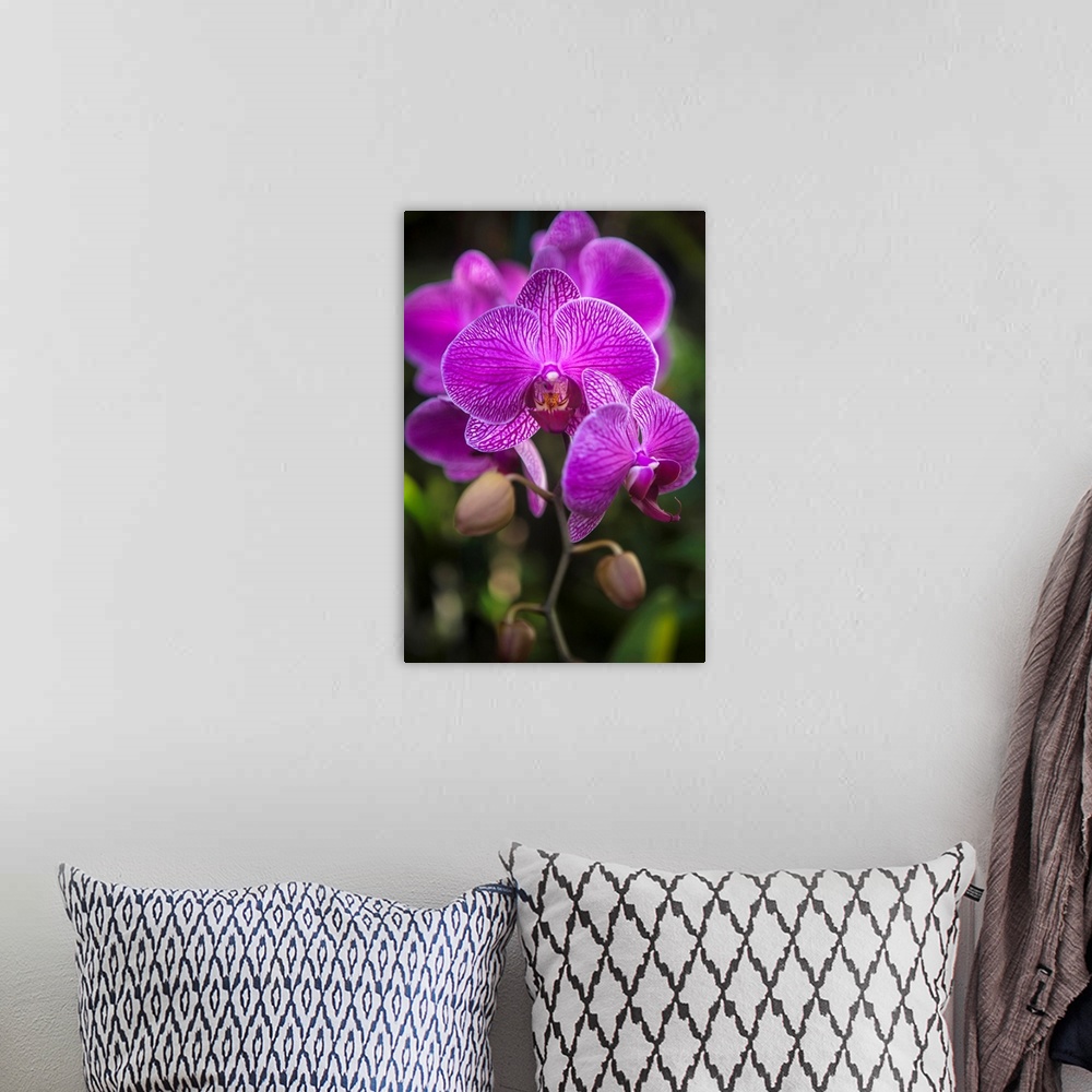A bohemian room featuring Phalaenopsis orchids in bloom; Kailua, Island of Hawaii, Hawaii, United States of America