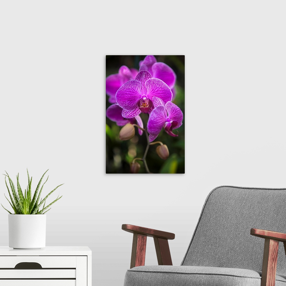 A modern room featuring Phalaenopsis orchids in bloom; Kailua, Island of Hawaii, Hawaii, United States of America