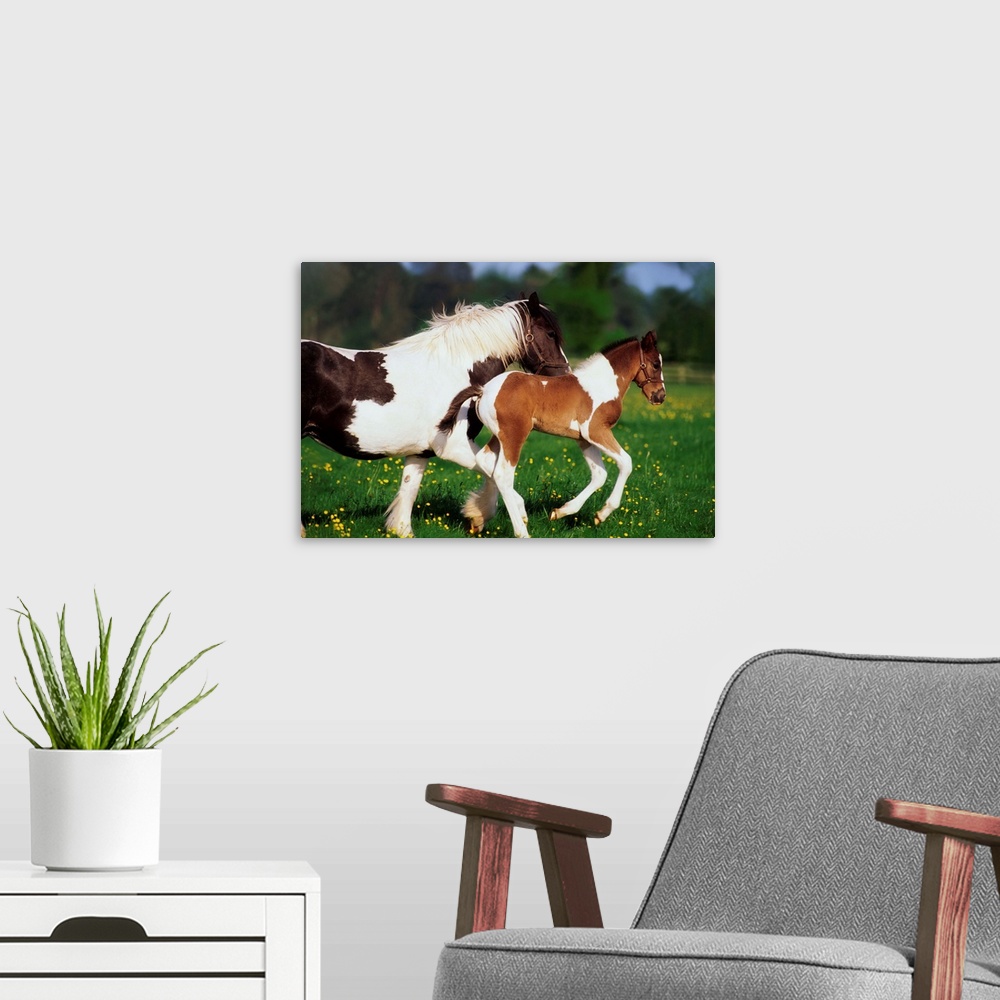 A modern room featuring Piebald Mare And Foal