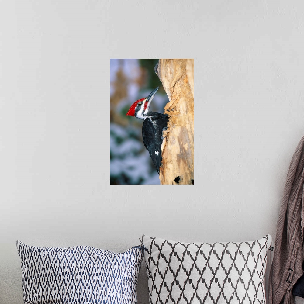 A bohemian room featuring Pileated Woodpecker