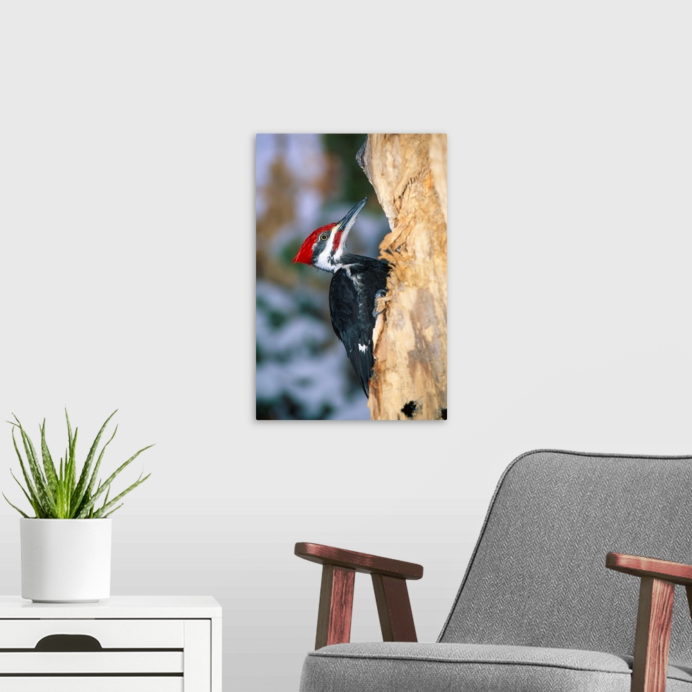 A modern room featuring Pileated Woodpecker