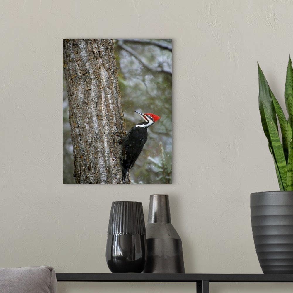 A modern room featuring Pileated Woodpecker
